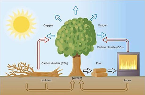 Koolstofcyclus Verschil lokaal - globaal Lokaal: planten slaan CO 2 op tijdens fotosynthese planten, dieren en micro-organismen stoten CO 2 uit tijdens ademhaling en