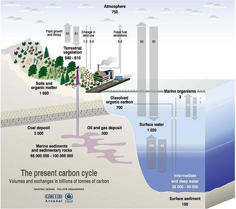 Koolstofcyclus Koolstofcyclus De mens grijpt in in de koolstofcyclus door het verbranden van fossiele brandstoffen en het veranderen van landgebruik