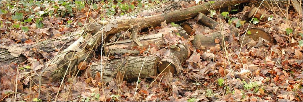 Mineralenkringlopen Behoud de natuurlijke rijkdom van de bodem door natuurlijke mineralenkringlopen zoveel mogelijk te respecteren Bladafval en snoeihout zouden eigenlijk onder de boom moeten