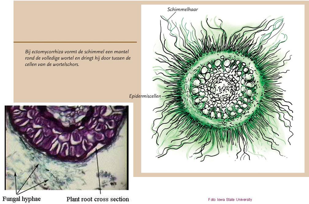 Ectomycorrhiza Foto