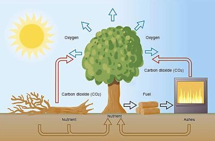 Koolstofcyclus Koolstofcyclus Koolstofcyclus De mens grijpt in in de
