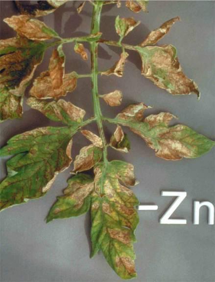 Zink Enzymen (ademhaling, eiwitproductie en fotosynthese) Gebrek: Gedrongen,
