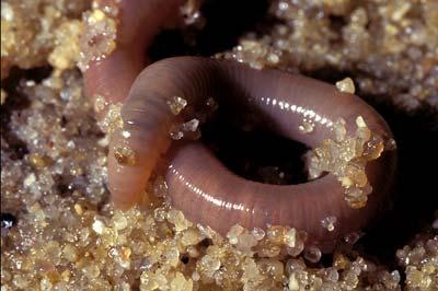 Regenwormen Brengen organisch materiaal in de bodem en verkleinen het Mengen en