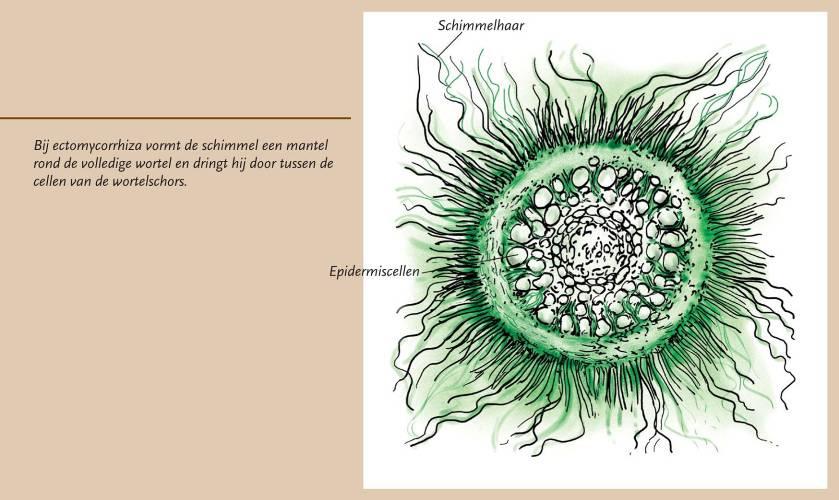 Ectomycorrhiza Ectomycorrhiza komen het meest voor bij bomen in gematigde streken