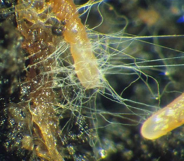 ziekteverwekkers Ectomycorrhiza zijn wel geen reddingsmiddel voor aftakelende bomen, vaak