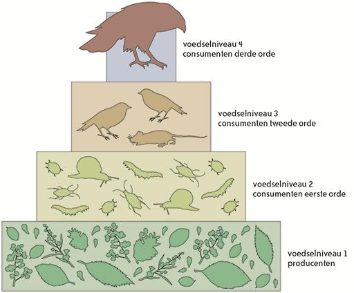 2.3.3. Voedselpiramide Vaak wordt de voedselkringloop afgebeeld als een piramide, met onderaan de producenten en bovenaan de tertiaire consumenten.