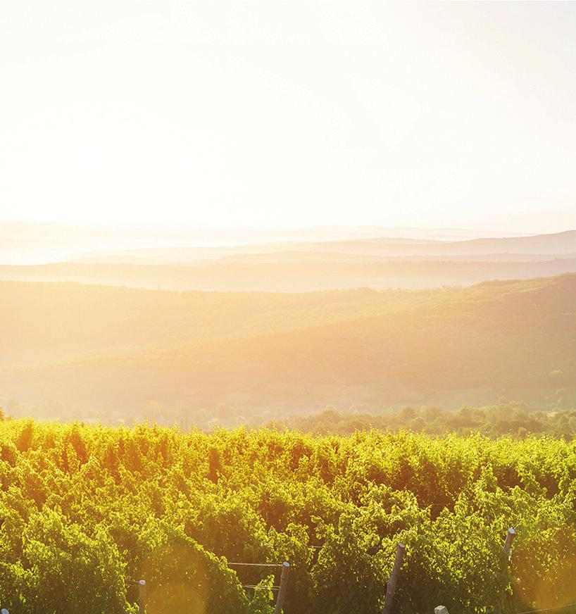 WEINGUT MARTIN WAßMER BOURGONDISCHE WIJNEN UIT BADEN Martin Waßmer is ooit gestart als aspergekweker, maar na studies als kok en stages op andere wijndomeinen heeft hij zich sinds 1998