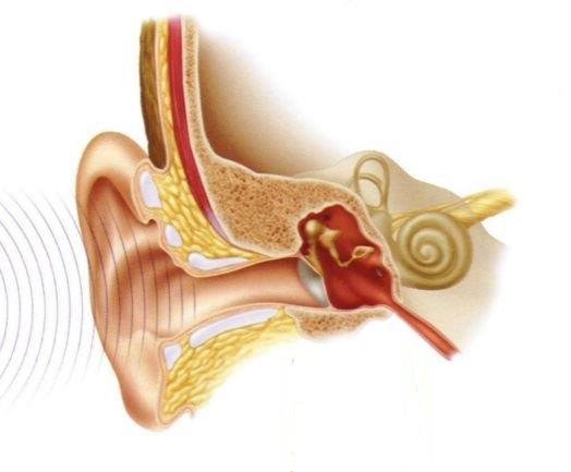 Over het Oor en het Gehoor R.M. Backus, KNO-arts te Zeist. Het oor Het oor wordt in drie delen verdeeld: 1. het uitwendige oor 2. het middenoor 3.