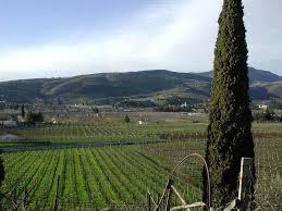 San Pietro in Cariano In San Pietro in Cariano, het grootste gebied met meer vlakke delen, is minder variatie in hoogte, hetgeen wijnen met meer body en kleur geeft.