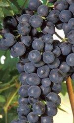 rijpt snel - gevoelig voor direct zonlicht, prefereert pergola Veneto druiven Corvinone - Geen kloon Corvina - Grote trossen, vrij open