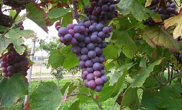 Veneto druiven Rondinella - Nakomeling Corvina - Fruit van