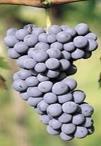 (Days) Syrah Corvina Oseleta