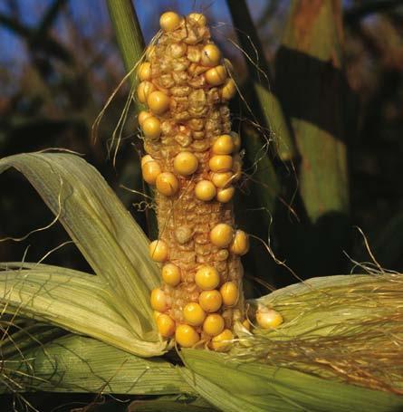Bij maïs met kopertekort rollen en draaien de bladpunten iets naar binnen, de plant heeft een erg zwak celweefsel en onvolledig bezette kolven als gevolg van gedeeltelijke pollensteriliteit.