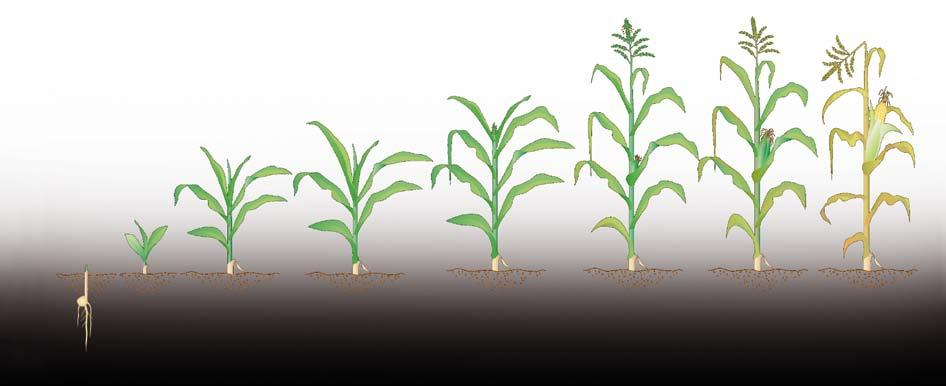 Bemestingsadviezen voor maïs 15 Voor bemesting in maïs adviseren wij de volgende meststoffen Korn-Kali 400 600 kg/ha voor resp.