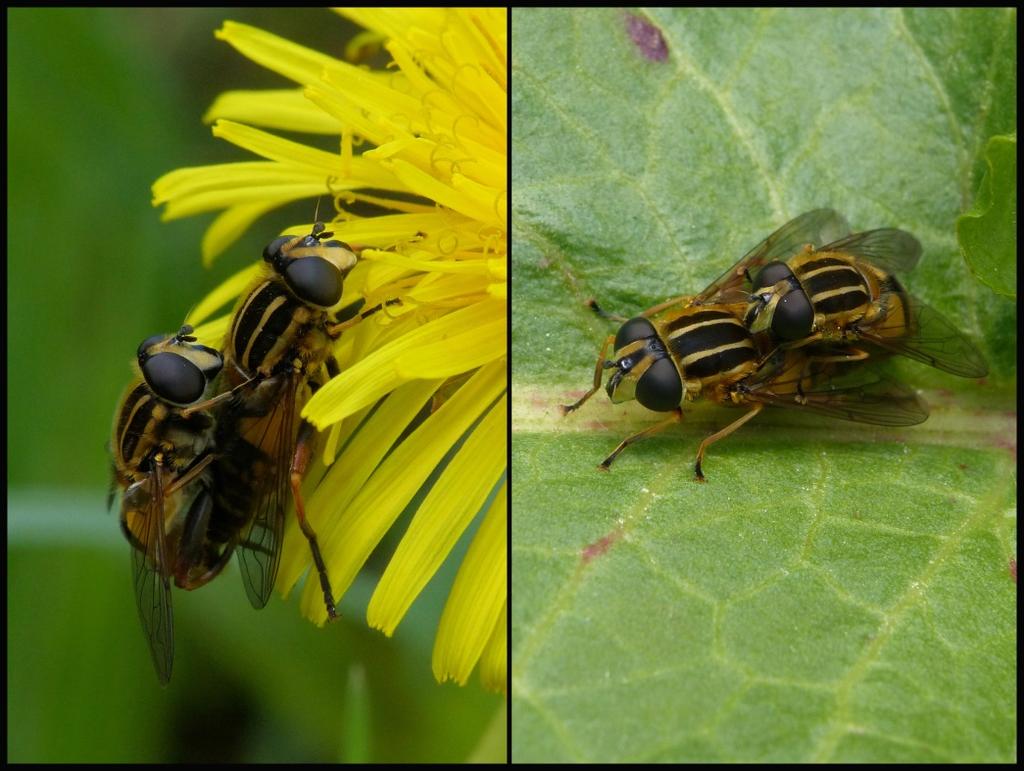 Evenals de andere soorten van het geslacht Helophilus heeft de Gewone pendelvlieg zwarte en gele lengtestrepen op het borststuk. Het achterlijf heeft een patroon met gele, zwarte en grijze vlekken.