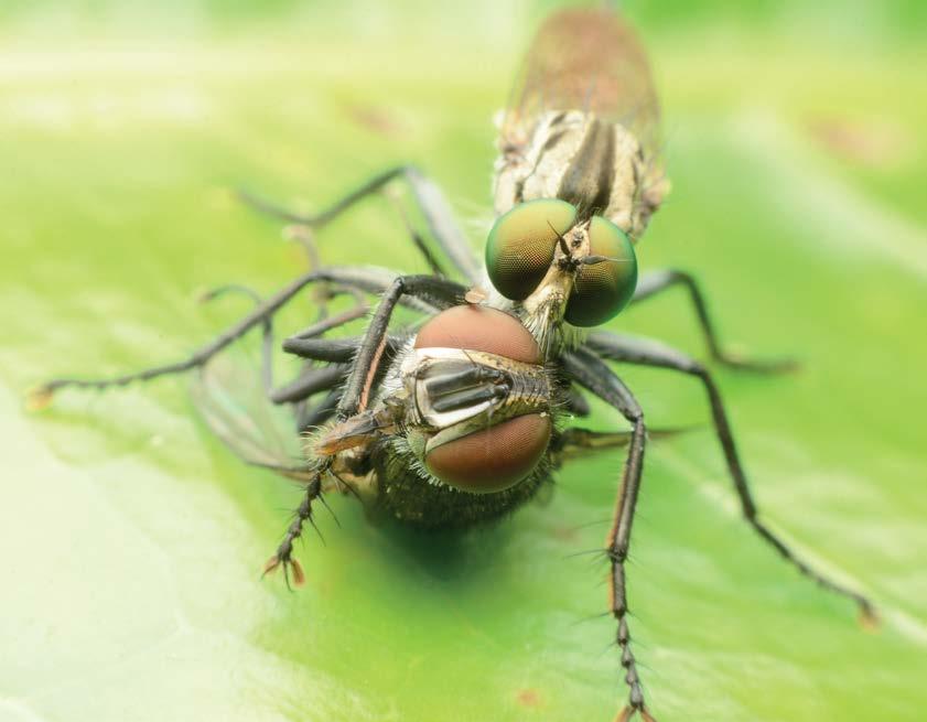 Tegenwoordig maken we gebruik van een breed scala aan biologische bestrijdingstechnieken: Roofvliegen Sluipwespen Roofmijten Feromoonvallen Door de ontwikkeling die biologische bestrijding heeft