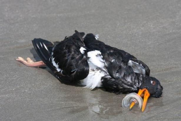 marien zwerfvuil zijn oorsprong vindt in activiteiten op land.