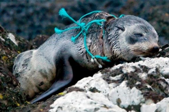 Geschat 21 wordt dat momenteel al meer dan 600 soorten zeedieren lijden onder