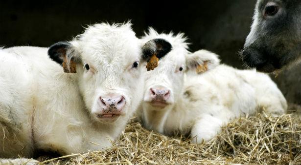 Testen bij zeer groot aantal genen Genomic selection o Schatting van de genetische waarde van het