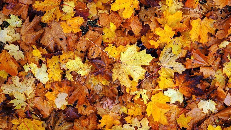 Voorwoord Beste lezer, November valt dan wel in de herfst, het voelt waarschijnlijk al aan als de winter, zeker na zo n prachtig weer afgelopen maanden.