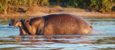 Zuid-Afrika, Zimbabwe,