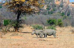 .. In de loop van de voormiddag vertrekt u van Entabeni naar de Madi A Thavha Mountain Lodge, een 4-sterren lodge die traditie en luxe combineert en gelegen is in het Soutpans gebergte.