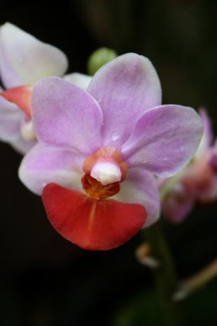 Neodryas herzogii Op facebook stond afgelopen week een oproep wie kent deze plant? Ik kende deze orchidee niet en dat wekte wel mijn interesse, eindeloos met Google in de weer geweest.