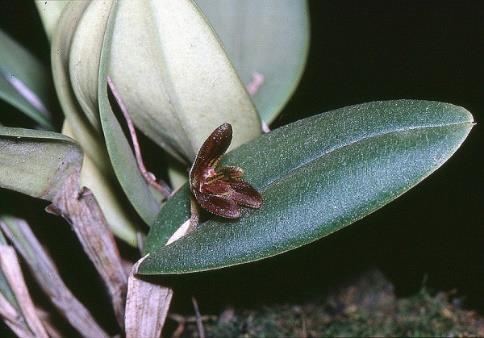 Ecuador en Brazilië houden bijzondere presentaties in de grote theaterzaal en er is een verkoop van orchideeën door Zuid-Amerikaanse kwekers. Met o.a. Braziliaanse botanicus Vitorino Paiva Castro, Manfred Speckmaier van de Botanische Tuin van de Universiteit van Wenen en verschillende Zuid- Amerikaanse orchideeënkwekerijen.