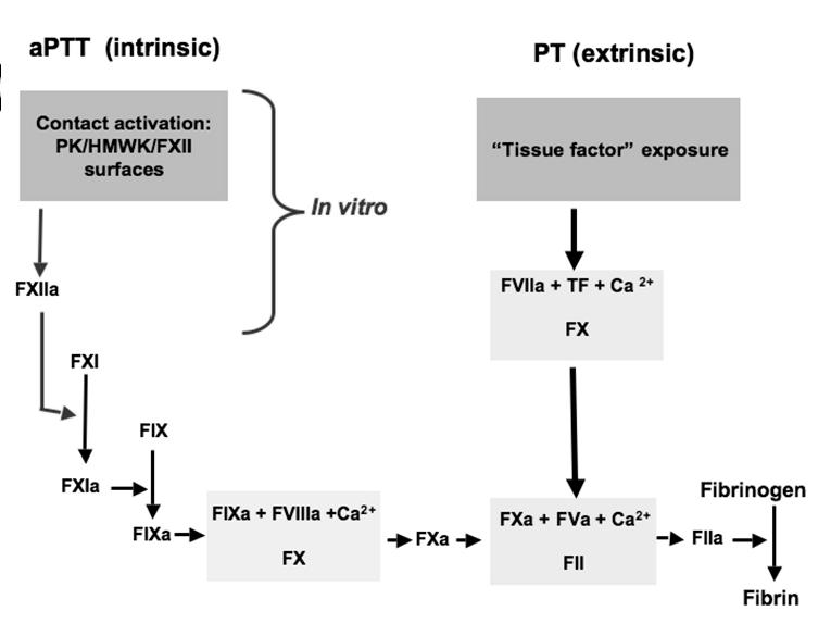 aptt én PT verlengd gemeenschappelijke factoren : FX, FV, FII en fibrinogeen Tekorten: -congenitaal (autosomaal recessief) -verbruik (DIC) -verminderde synthese (leverlijden) -verminderde rijping