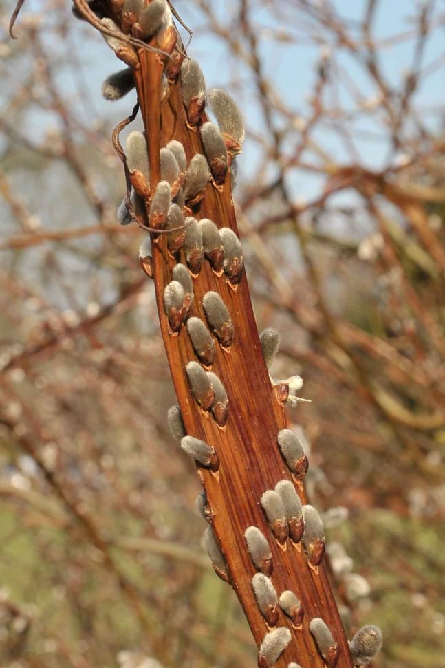 Deze mooie exoot is de Salix udensis Sekka Omschrijving De Bandwilg, Salix udensis 'Sekka' (of Setsuka ), is een mannelijke cultivar van een uit Japan afkomstige struikvormige wilg die hier sinds de