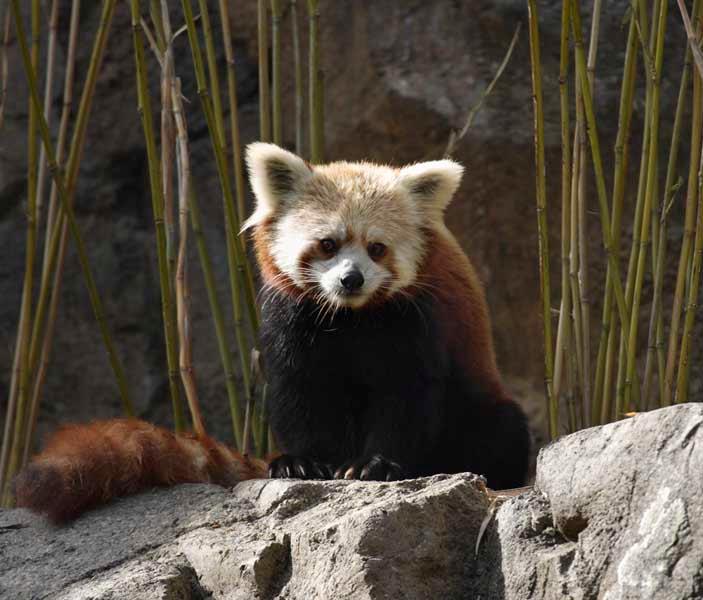 Foto 8: Kleine panda met bamboe in National Zoological Park, Washington, USA 1.