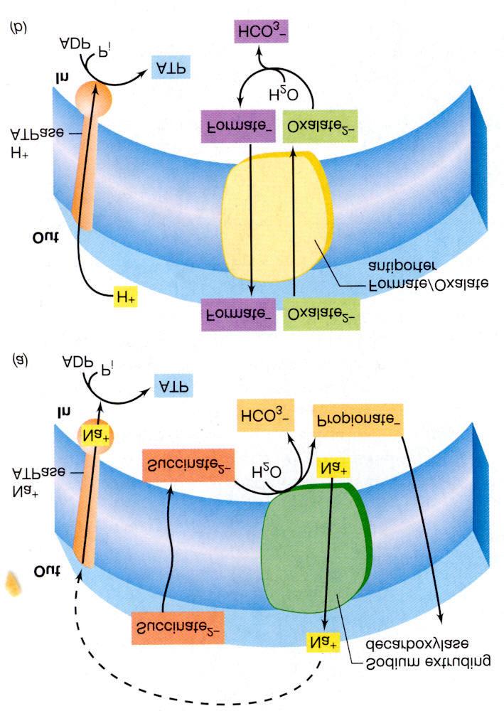 Uitzondering ATP vorming Propiogenium modestum Succinaat + H 2 O propionaat + HCO 3- ( G 0