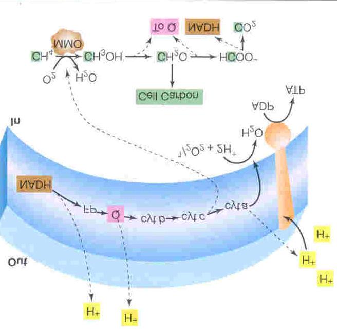 Methanotrofie en methylotrofie CH 4 CH 3 OH CH 2 O HCOO -