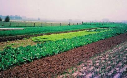 De Biologische productie: De biologische productie stijgt in functie van de vraag en de begeleiding en omschakeling naar duurzame of biologische productie verbetert. Hefboom 3.