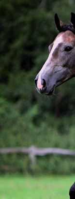 Juniorix ANALYTISCHE BESTANDDELEN EWpa (Energie Waarde paard) 0,85 /kg VREpa (Verteerbaar Ruw Eiwit paard) 9,6% ruw eiwit