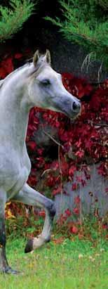 shine & show ANALYTISCHE BESTANDDELEN EWpa (Energie Waarde paard) 0,94 /kg VREpa (Verteerbaar Ruw Eiwit paard) 9,95%