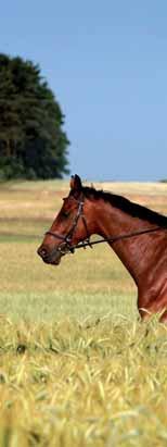 Fifty-Fifty ANALYTISCHE BESTANDDELEN EWpa (Energie Waarde paard) 0,96 /kg VREpa (Verteerbaar Ruw Eiwit paard) 11,1% ruw