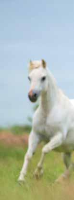 Strucomix Pony ANALYTISCHE BESTANDDELEN EWpa (Energie Waarde paard) 0,83 /kg VREpa (Verteerbaar Ruw Eiwit paard) 8,25% ruw eiwit 11,5% ruwe celstof 13,0% fosfor 0,60%