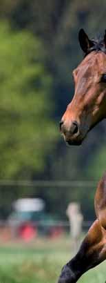 Strucomix Sensitive ANALYTISCHE BESTANDDELEN EWpa (Energie Waarde paard) 0,82 /kg VREpa (Verteerbaar Ruw Eiwit