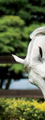 Mash & Mix ANALYTISCHE BESTANDDELEN EWpa (Energie Waarde paard) 0,94 /kg VREpa (Verteerbaar Ruw Eiwit paard) 10% ruw eiwit 13,0%