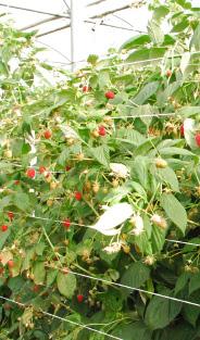 Kleinfruit Herfstframboos: tijdig planten loont! Herfstframbozen hebben omwille van hun doordragend karakter een duidelijk voordeel inzake kostprijs tegenover zomerframbozen.