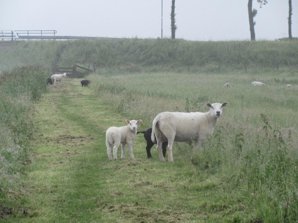 Je bent zo nog niet voorbij of ze beginnen je uit te blaten.