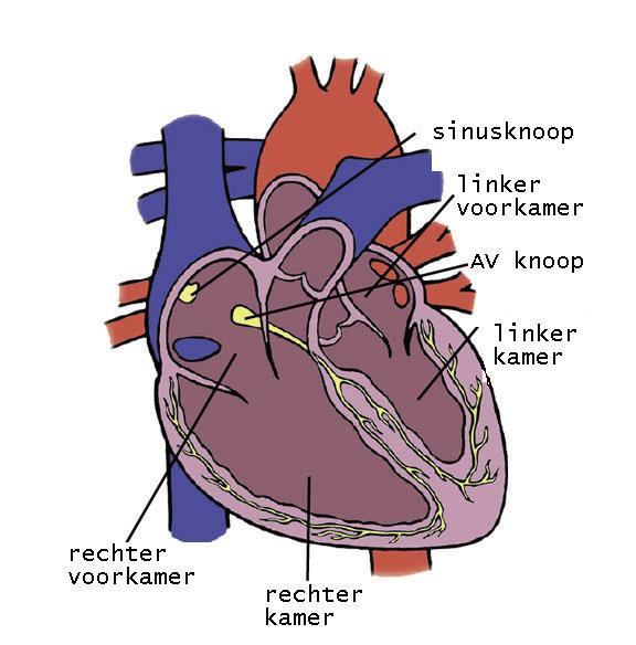 4 Implementatie van een defibrillator 1. Het hart Het hart is de motor van ons lichaam en pompt zuurstofrijk bloed naar onze organen waaronder de hersenen, de lever en de spieren. 1.1 Bouw van het hart Het hart bestaat uit twee helften: een linker- en een rechterhelft.