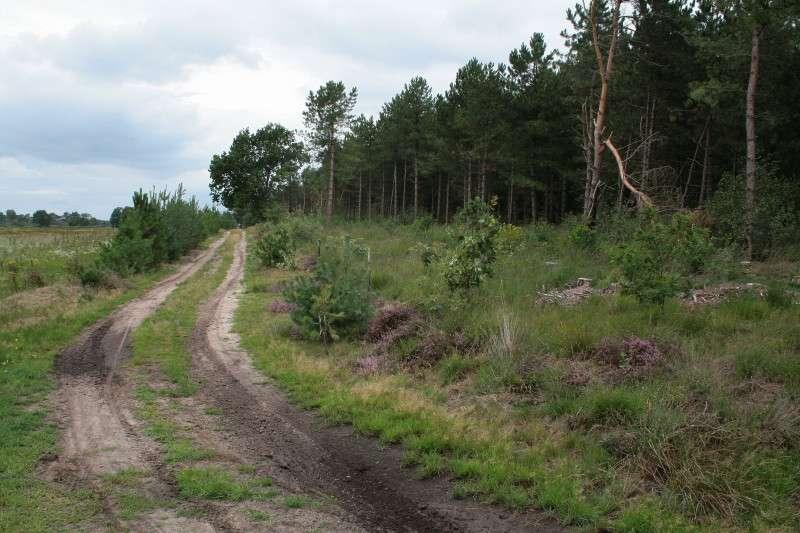 Kempen, grootschalig 130 hectare bos en opslag verwijderd 35 km heidebermen