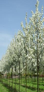 Robinia pseudoacacia Gleditsia