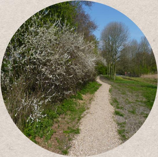 plantensoorten (kruiden, struiken, bomen) Variatie in bloeitijd