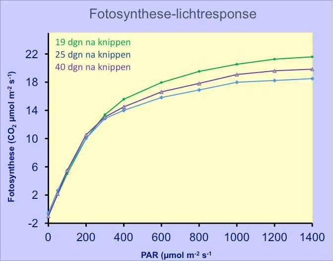 5.1. Bouvardia 51 Figuur 5.5. Tot 4 µmol m 2 s 1 is er geen verschil in fotosynthesesnelheid (zie ook Figuur 5.4).