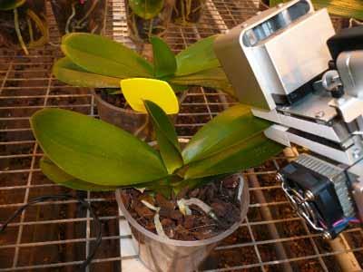 5.3. Phalaenopsis 57 Figuur 5.14. Fotosynthese metingen bij Phalaenopsis (links met de Licor-64 en rechts met de Plantivity).