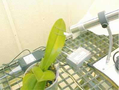 De Plantivity kan alleen de fluorescentie meten, maar heeft als voordeel dat gedurende een lange periode (meerdere dagen) de lichtbenutting van een blad gevolgd kan worden