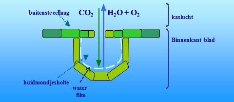 Appendix B Huidmondjes Anthurium De lage huidmondjesgeleidbaarheid beperkt zowel de CO 2 opname als de H 2 O afgifte.